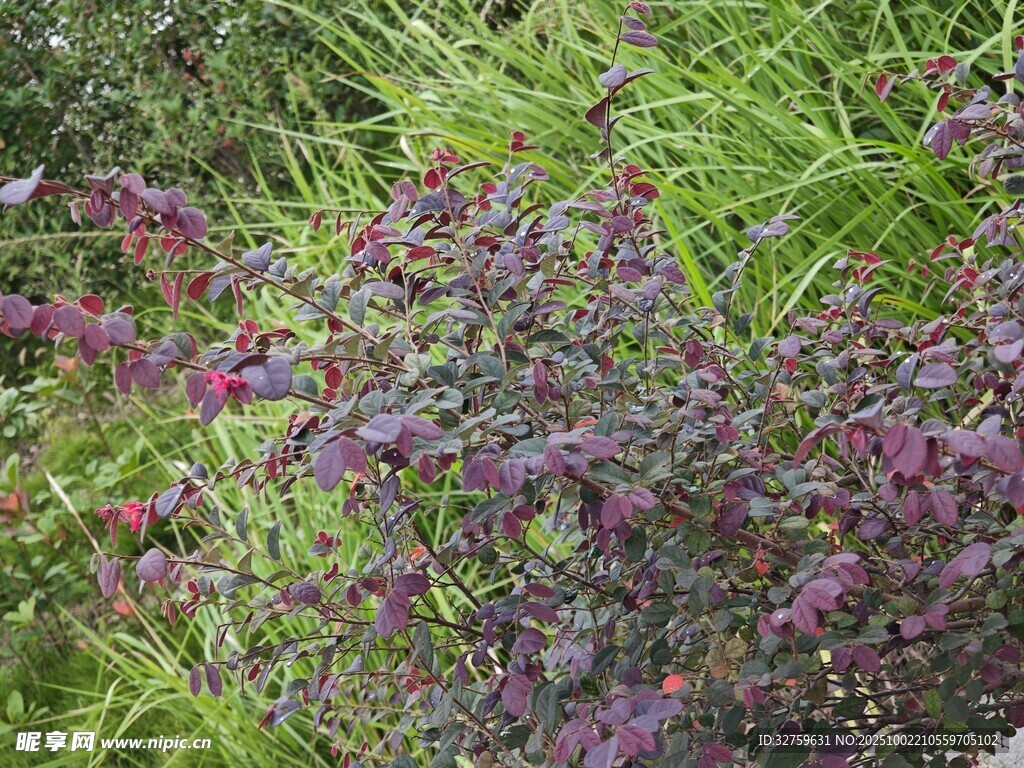 紫色植物与绿草相映成趣
