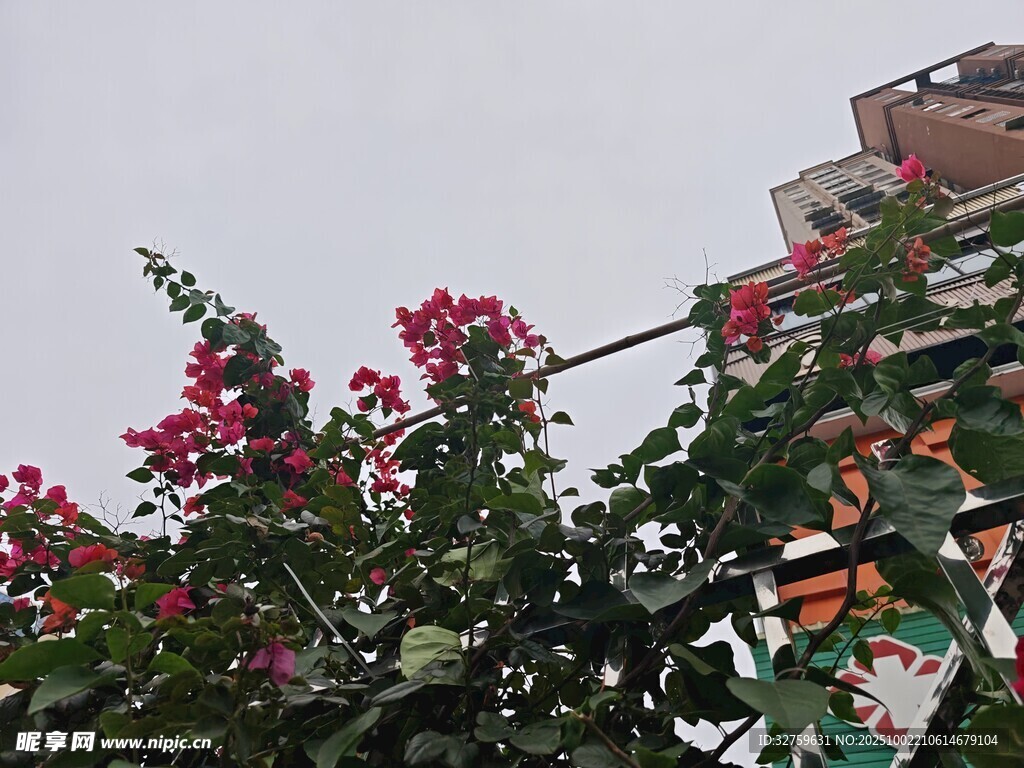 墙边绽放的鲜艳红花