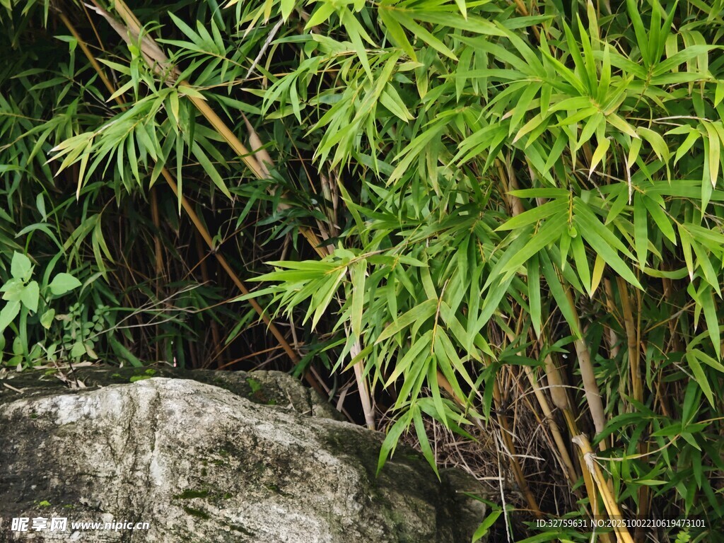 石旁翠绿竹子生机勃勃