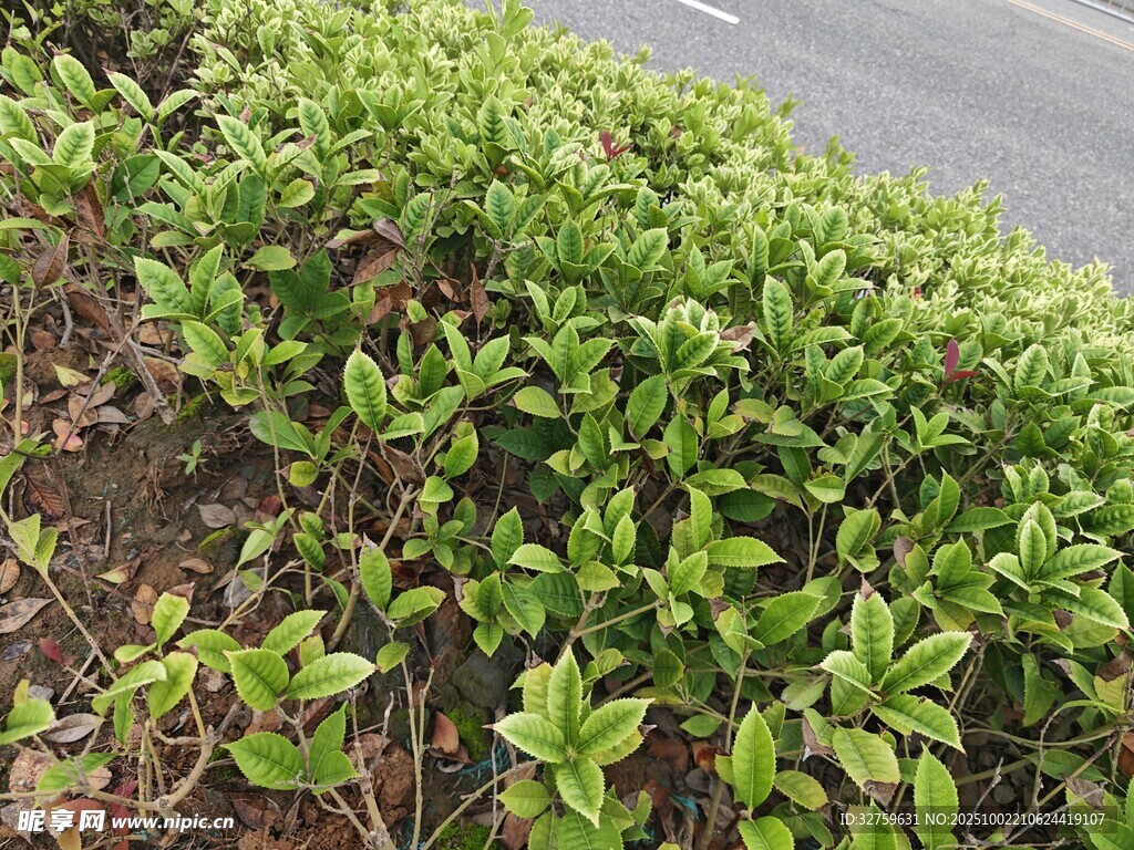 路边翠绿繁茂的低矮植物