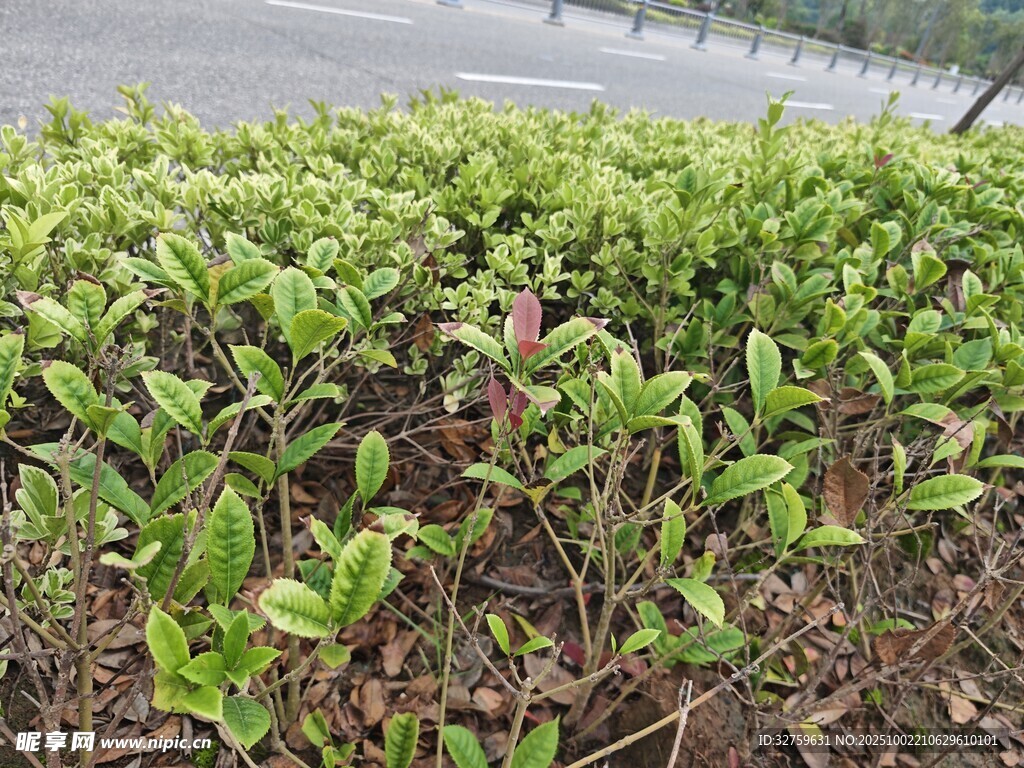 路边绿植景观