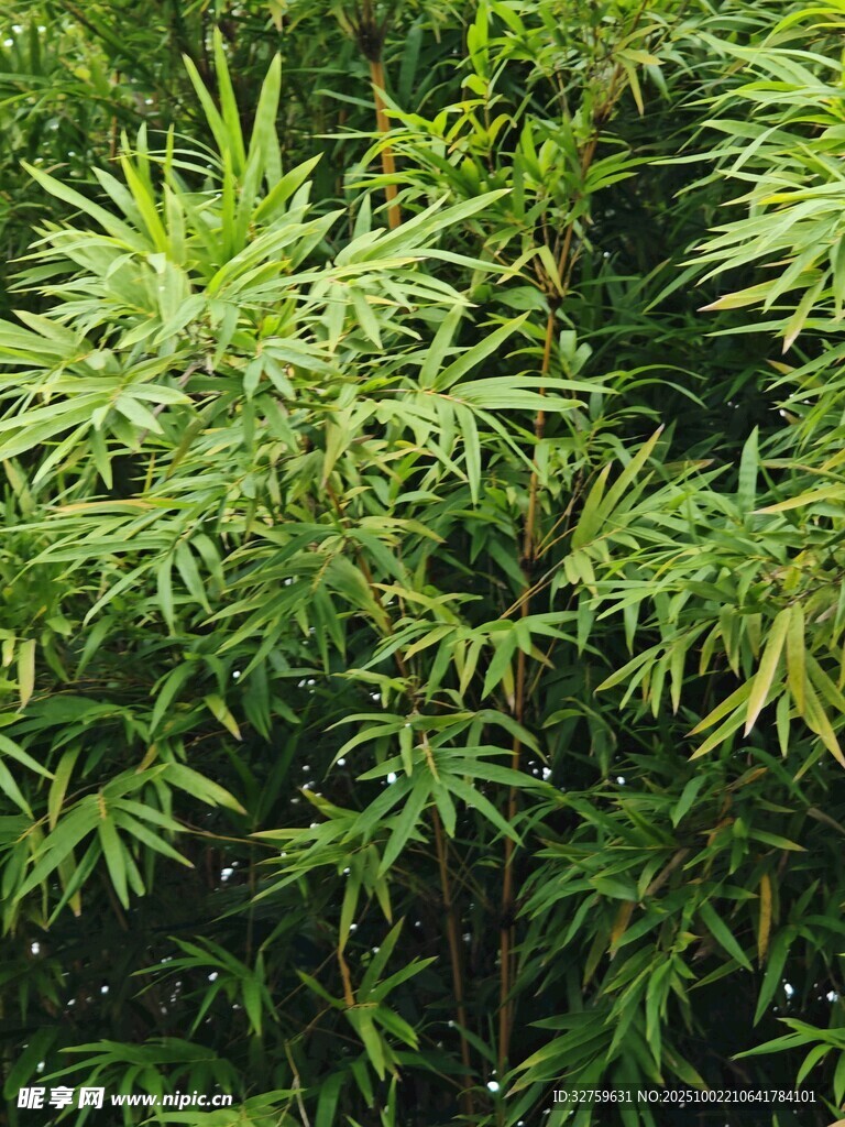 翠绿蓬勃的丛生竹子