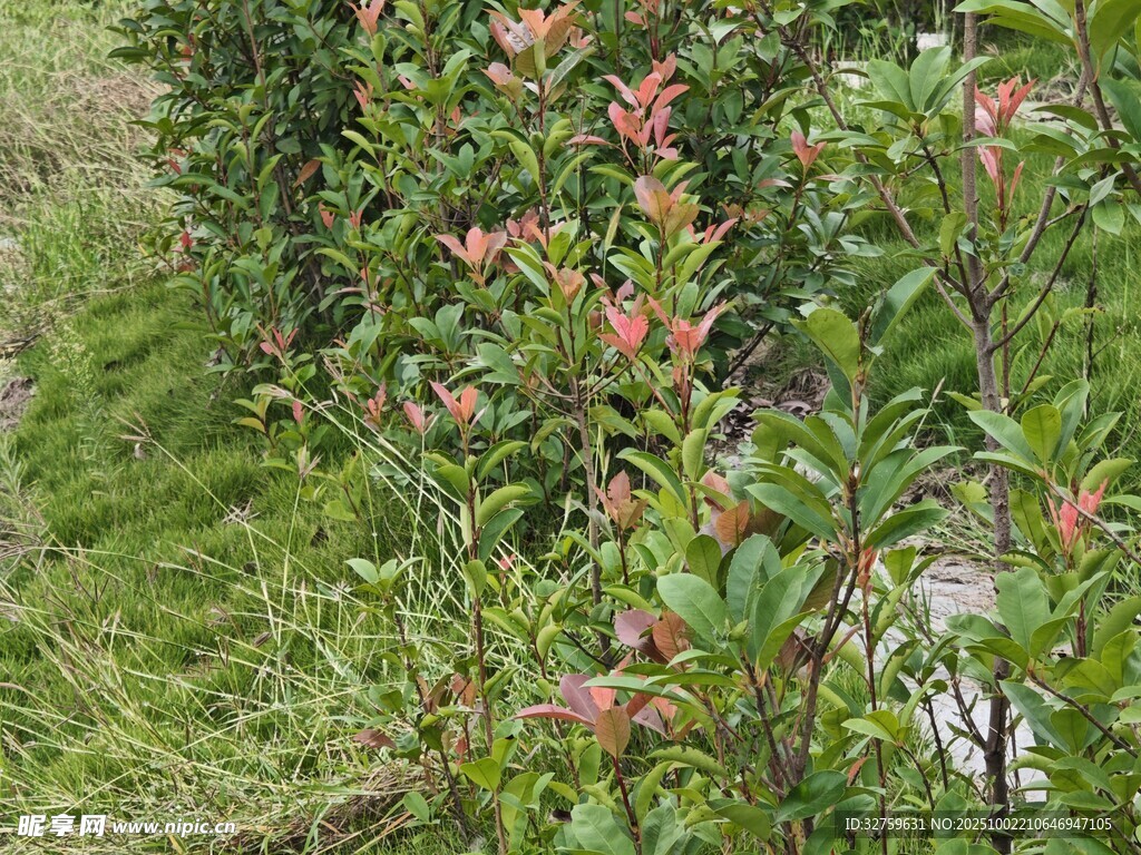 绿叶间的粉色花卉植物