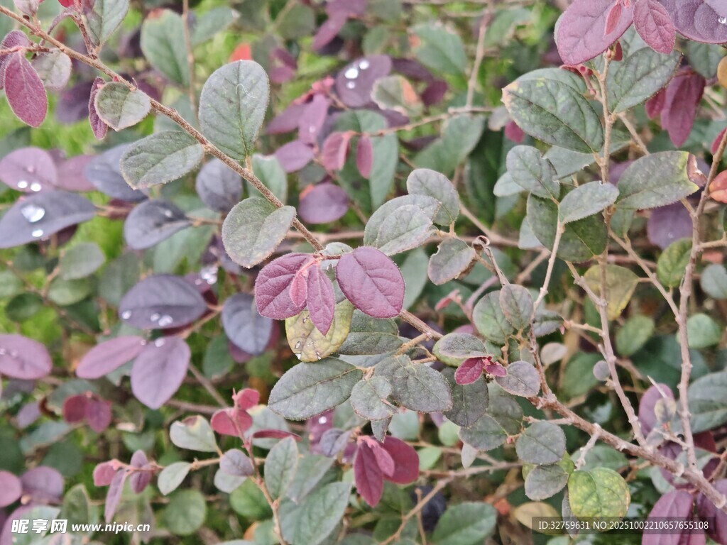 紫叶植物特写