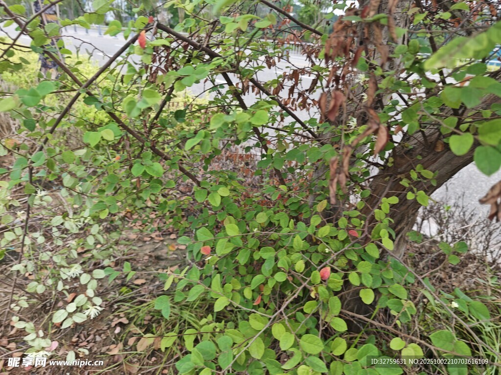 繁茂绿植缠绕围栏景象
