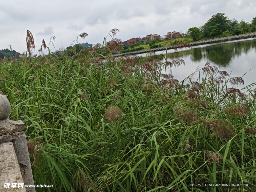 湖畔葱郁水草景观