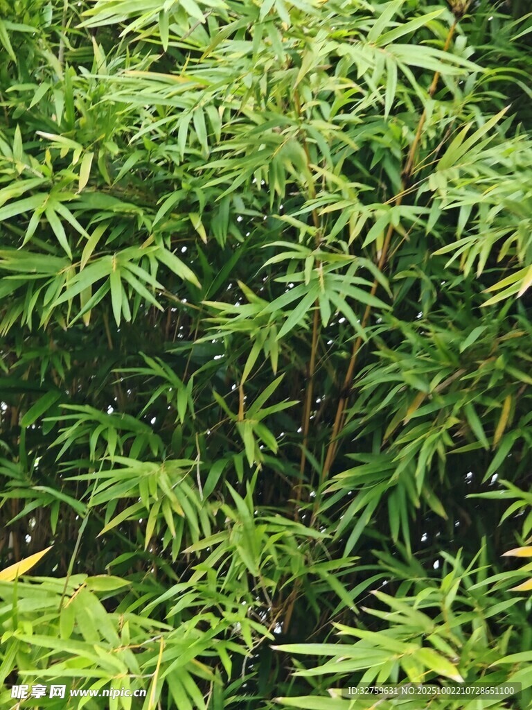 翠绿竹叶 
