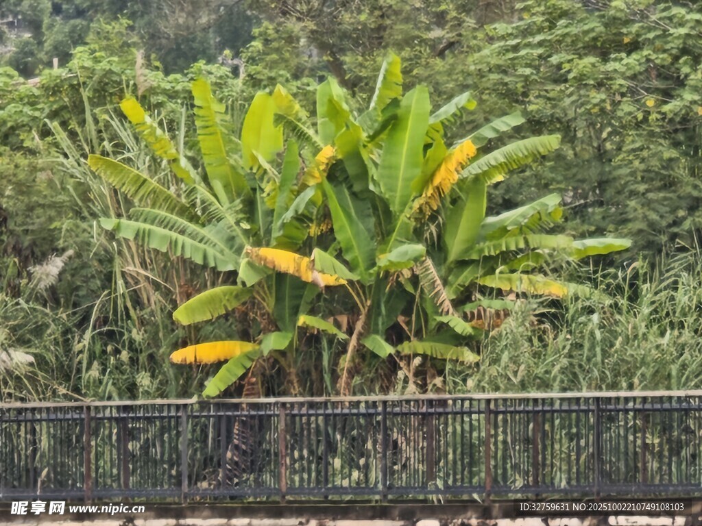 繁茂芭蕉树 