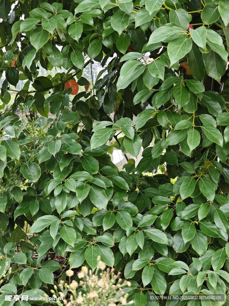 绿叶间的果实与白花