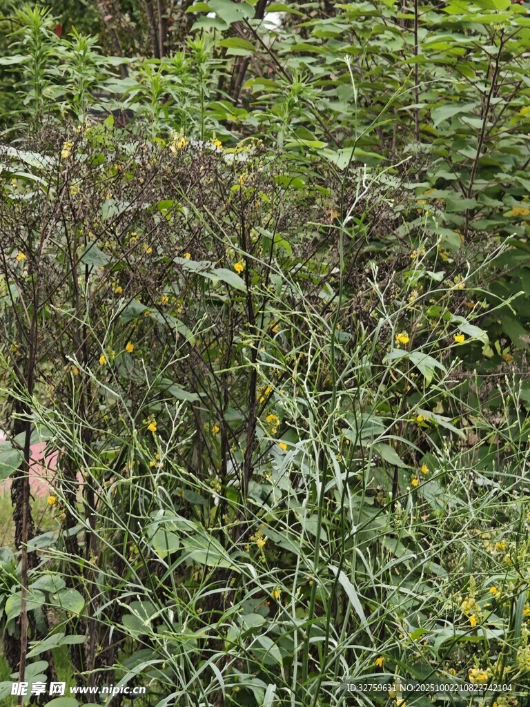 野外繁茂的绿色植物景象