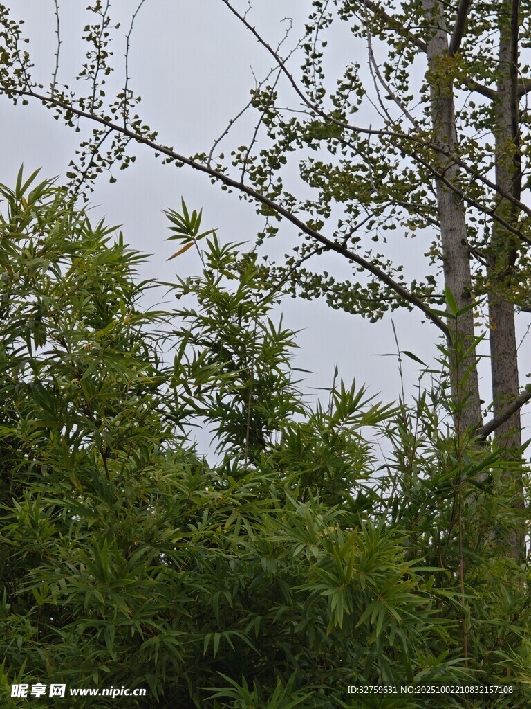 林间树木与繁茂绿植景象