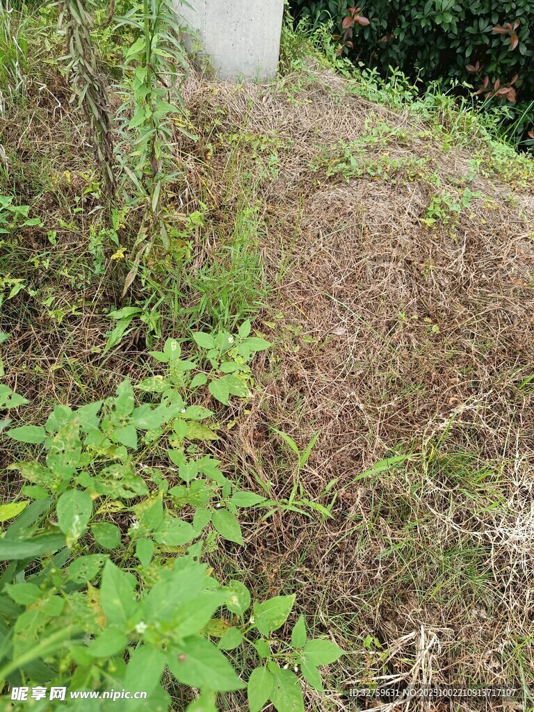 野外地面生长的绿色植物