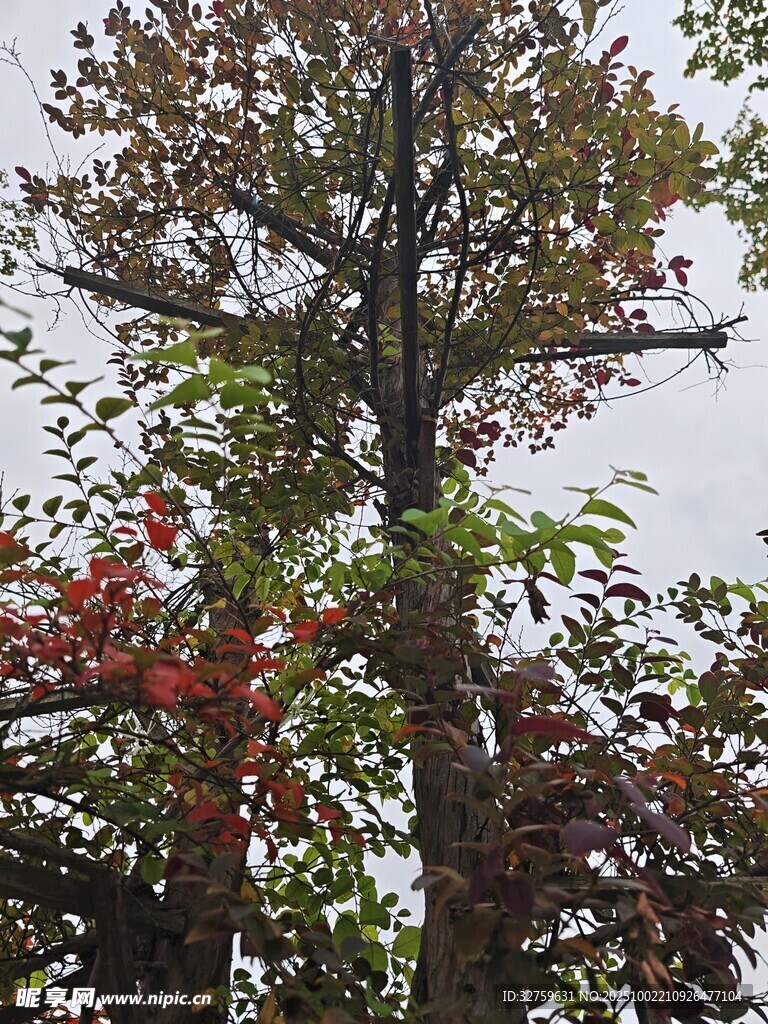 秋日多彩树木景观