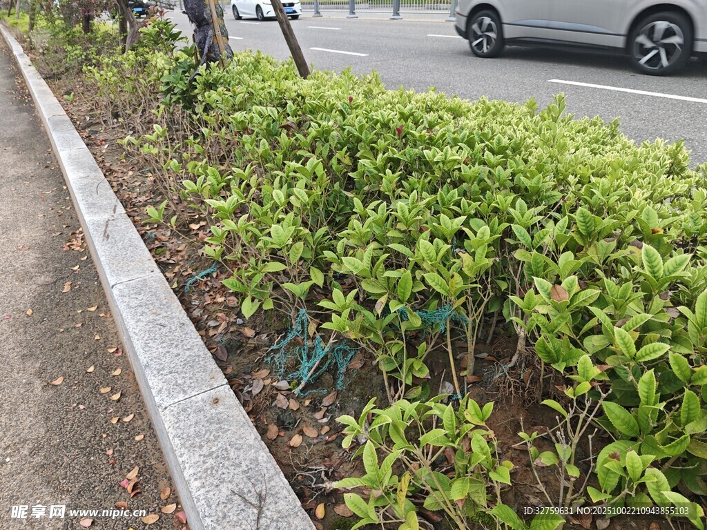 路边绿植景观