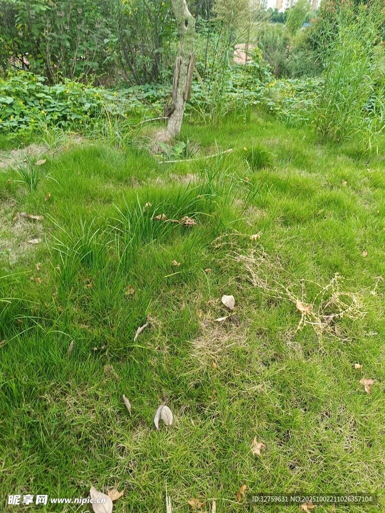 林间草地绿意盎然