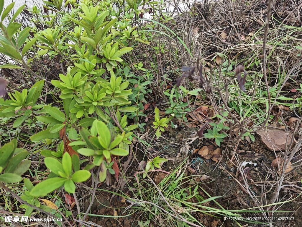 野外丛生的多样绿色植物