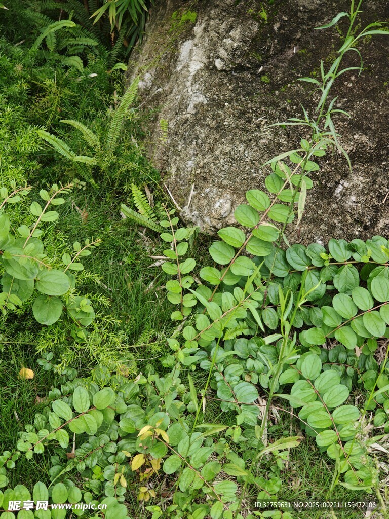 石边繁茂的绿色蕨类植物