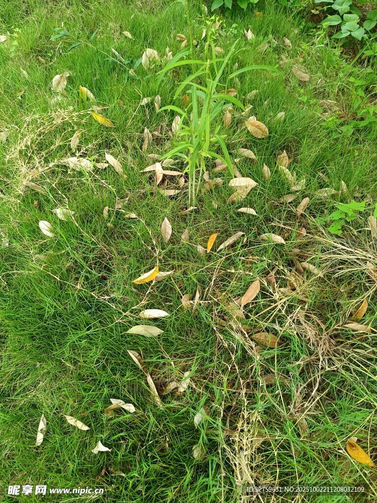 草地上的枯叶与杂草