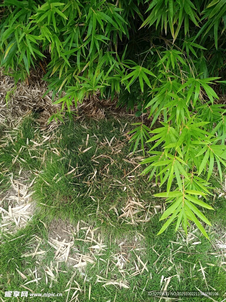 翠绿竹叶下的斑驳地面