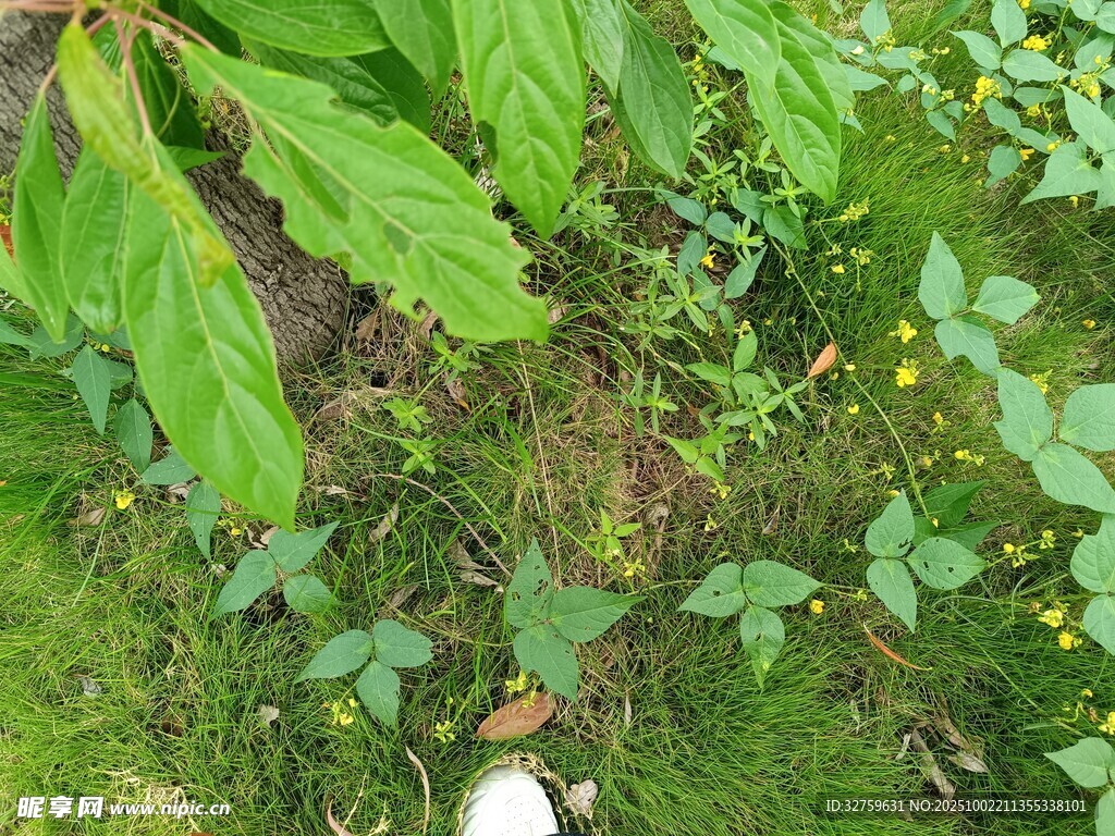草丛中的多样绿色植物