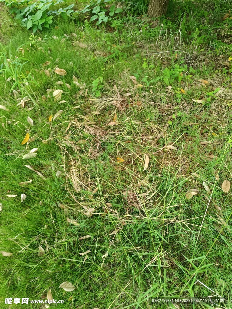 草地中的枯黄植物