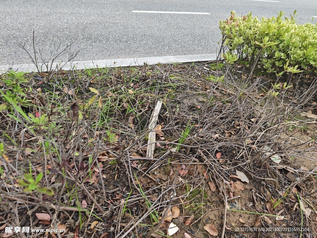 路边杂乱的枯枝与植被