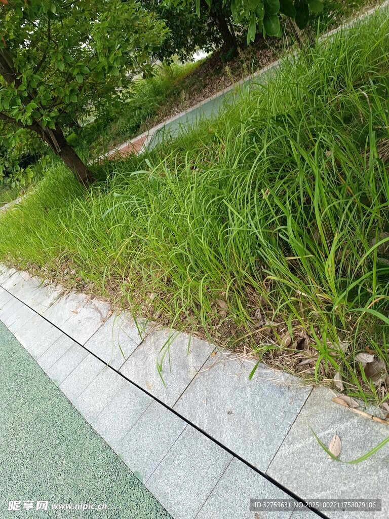 路边绿意盎然的草地