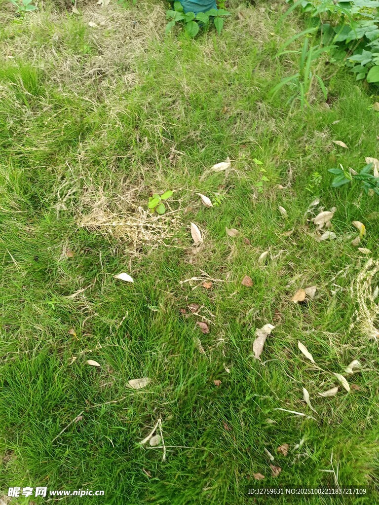 翠绿草地散落白色物体