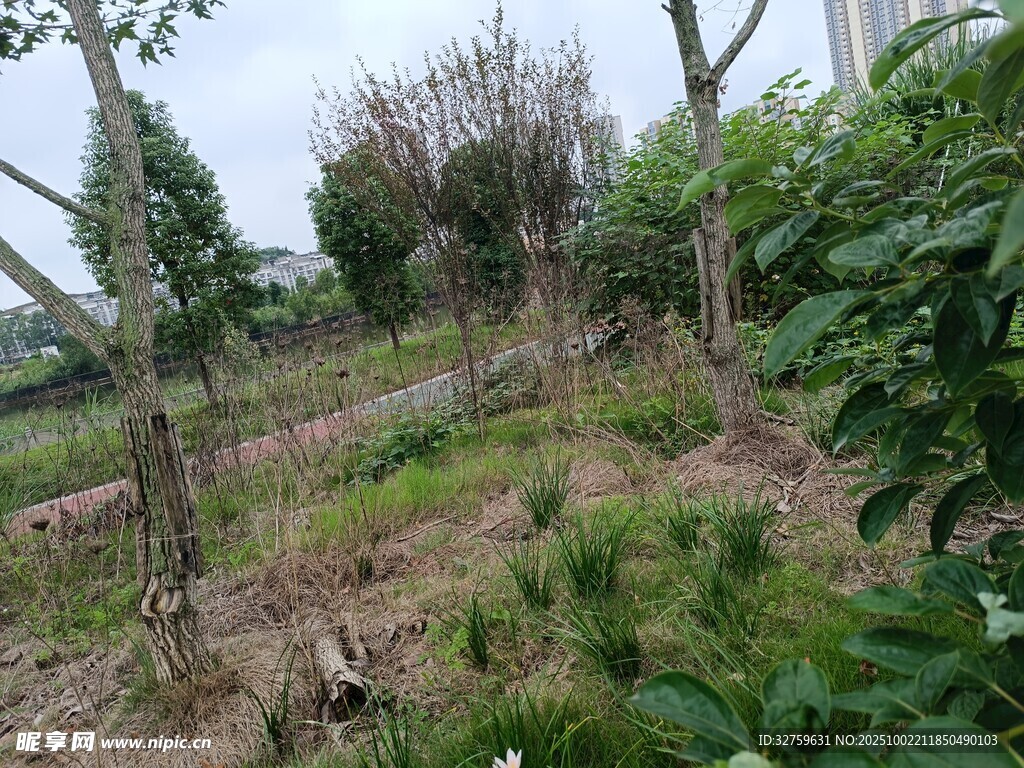 野外杂草丛生的荒废之地