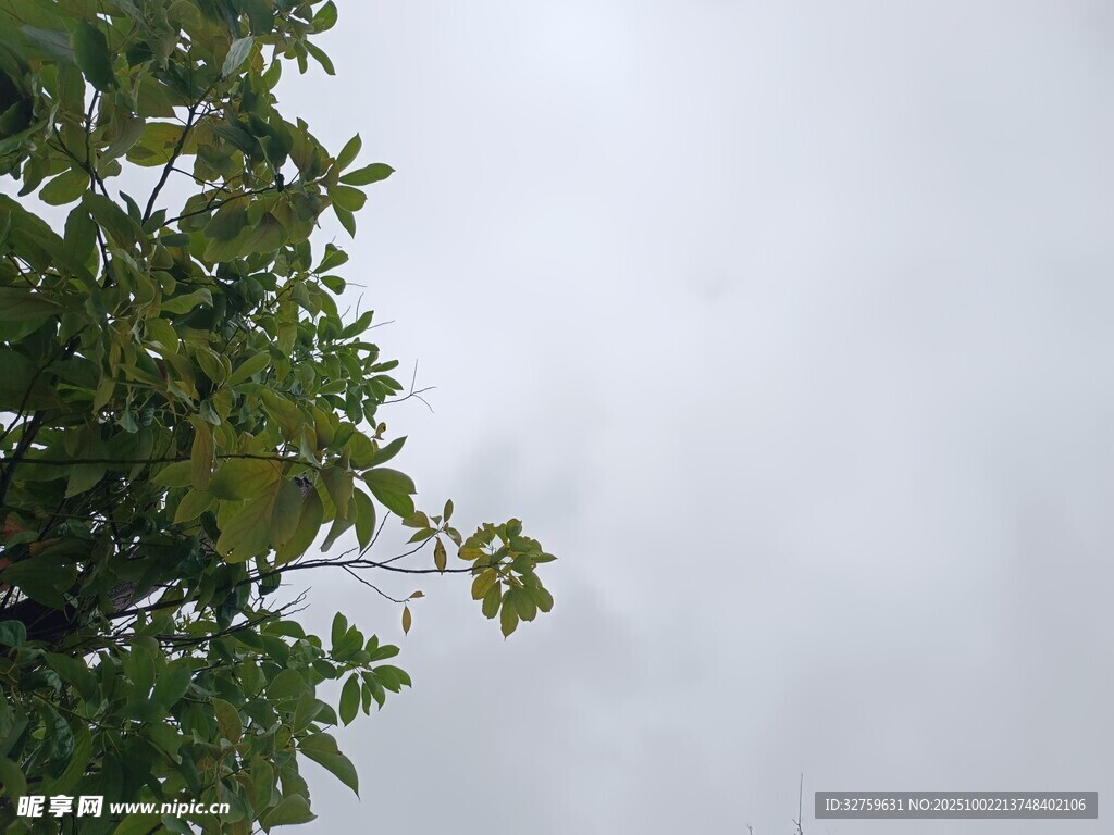 绿叶衬灰白天空