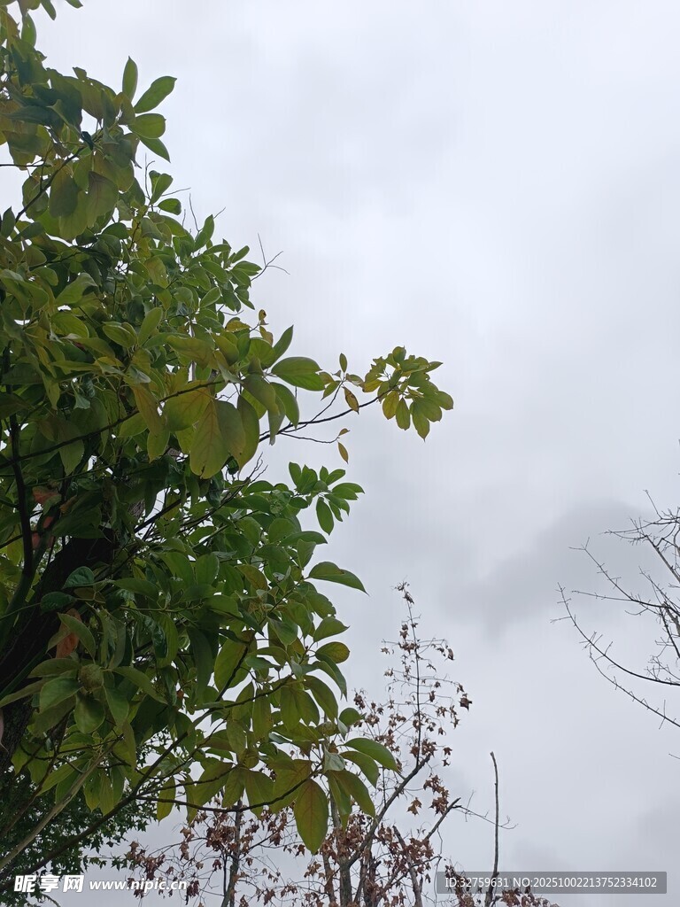 阴天中的繁茂绿树