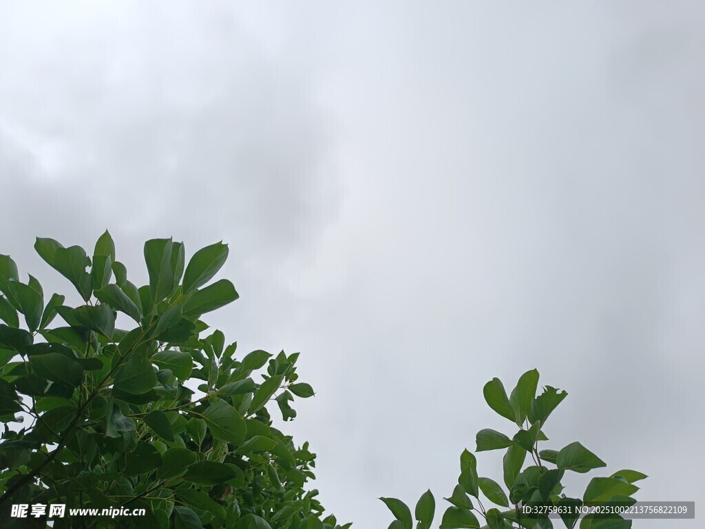 绿叶衬灰天
