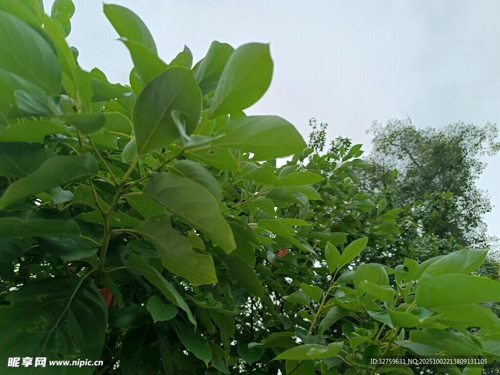 绿意盎然的繁茂植物景观