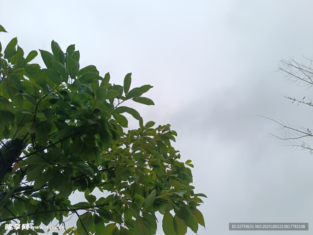 绿叶衬灰天
