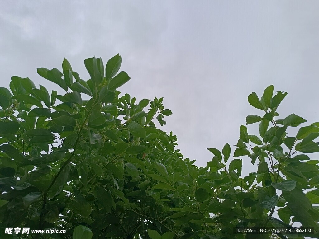 仰视翠绿繁茂的树叶