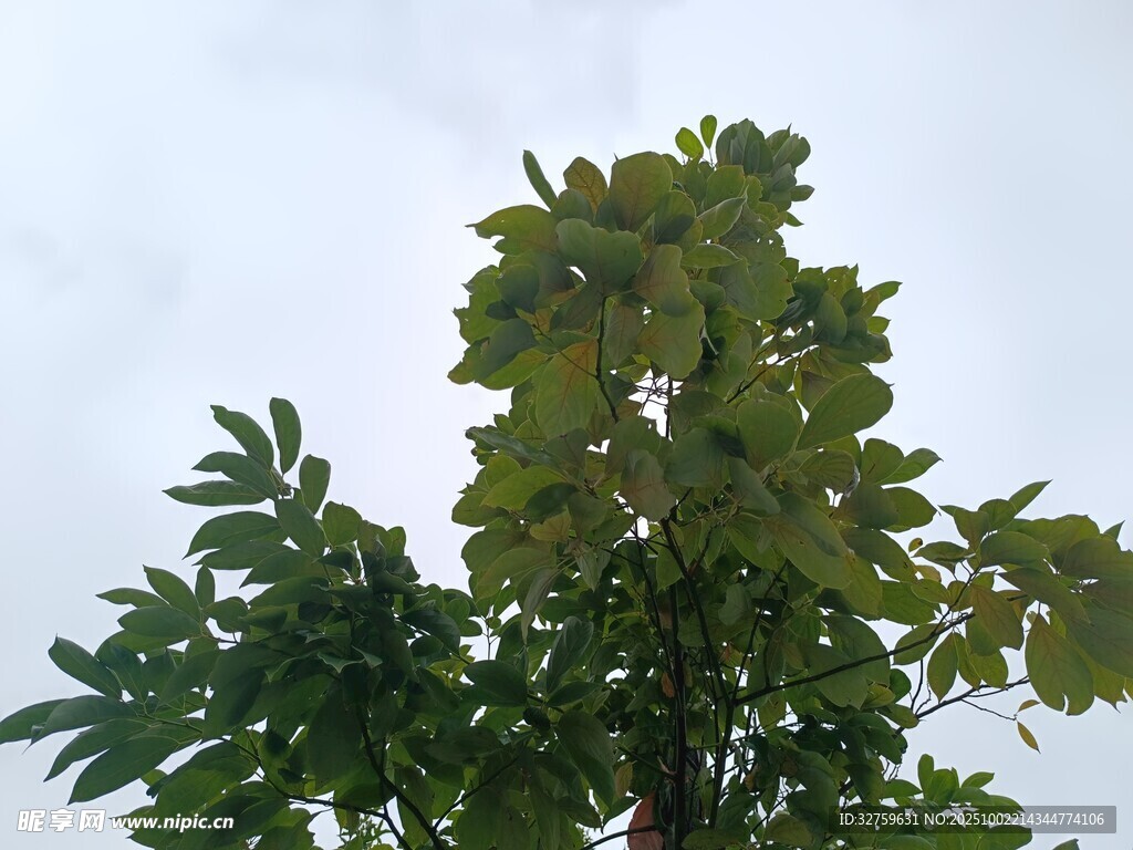 绿叶繁茂的树木
