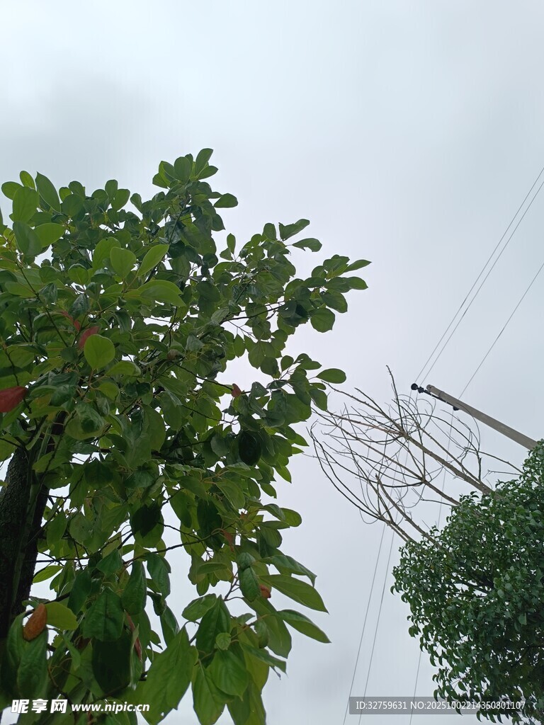 绿叶繁茂的树木与电线