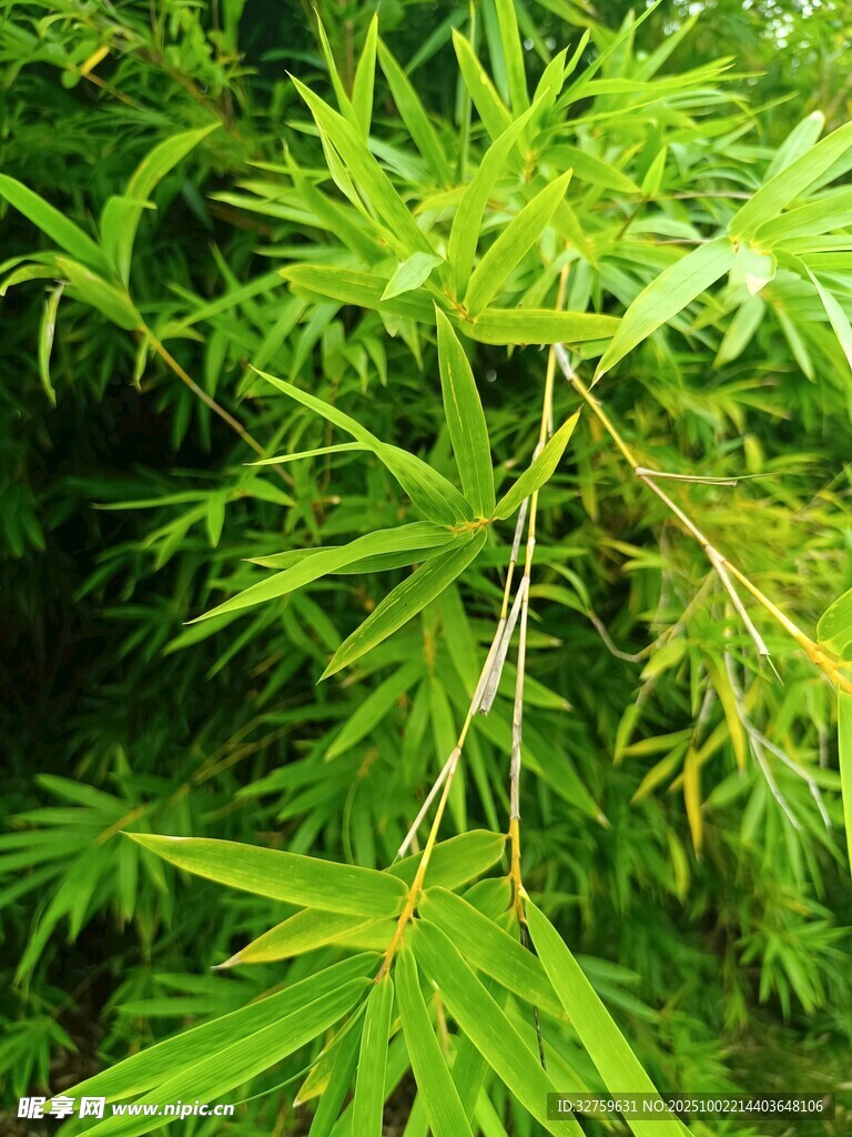 翠绿竹叶特写