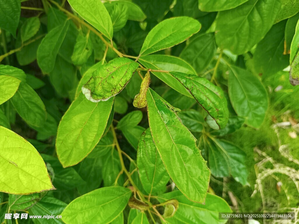 翠绿枝叶间的生机景象