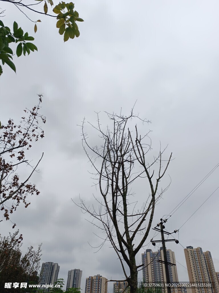 城市中枯树立于高楼间