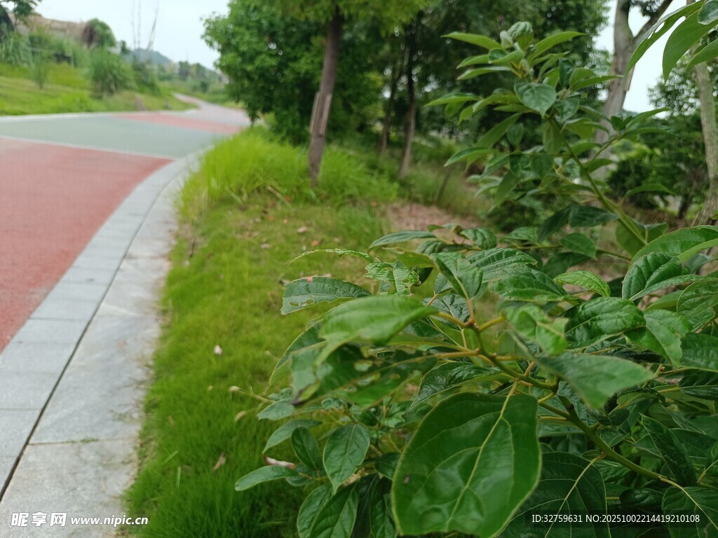 路边绿植景观