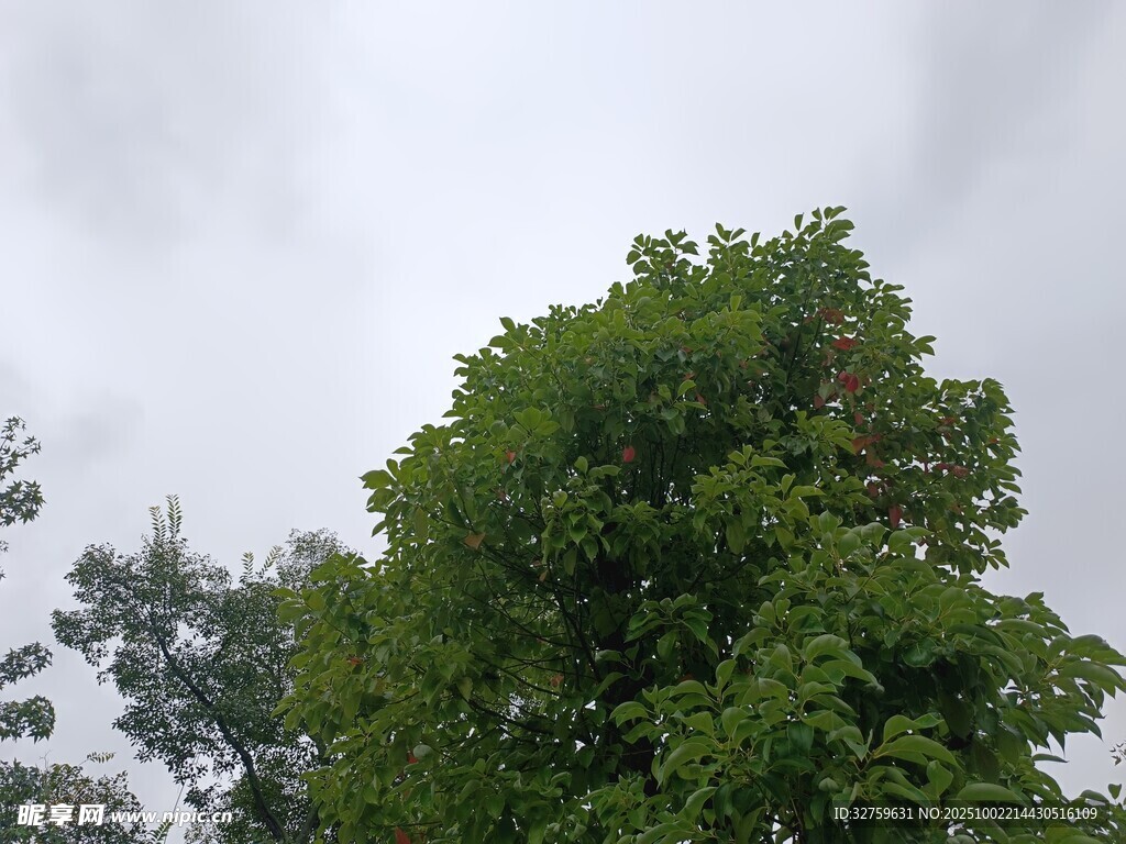 茂盛绿树与阴沉天空