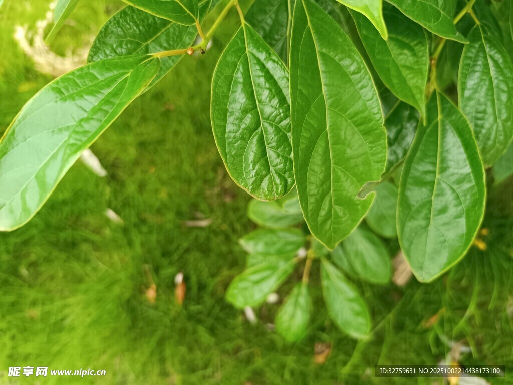 绿叶上的蚂蚁