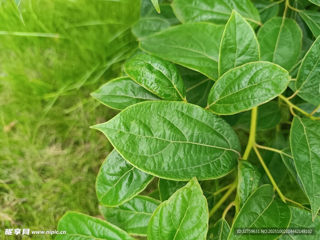 翠绿叶片特写