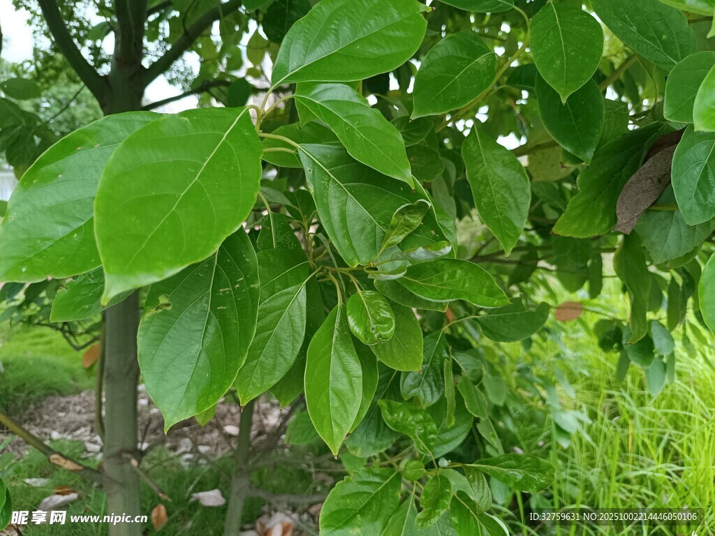 绿叶繁茂的树木景象
