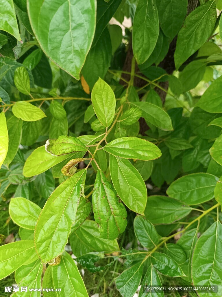 翠绿繁茂的植物枝叶