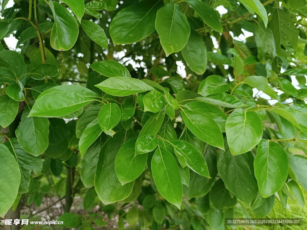翠绿繁茂的树叶景观