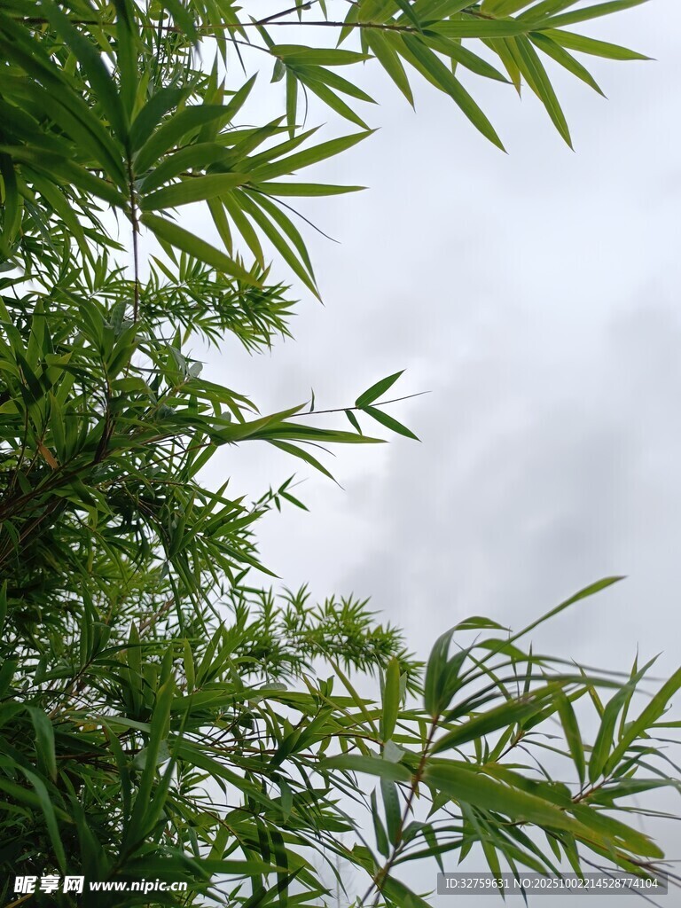 翠绿竹叶映衬灰白天空