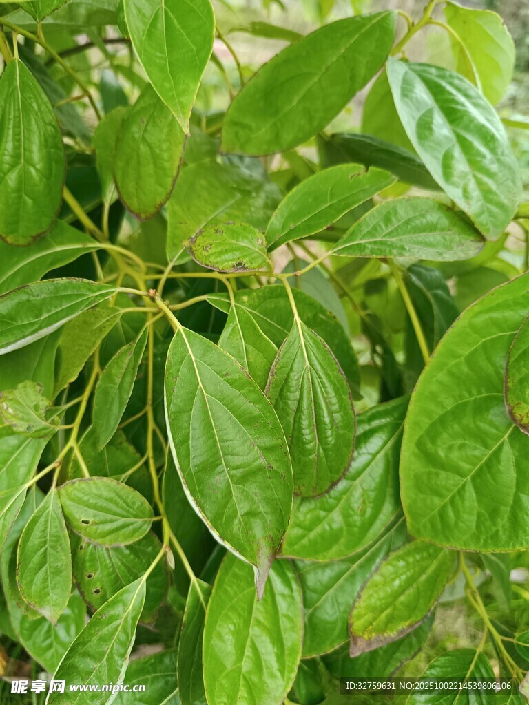 翠绿繁茂的植物叶片