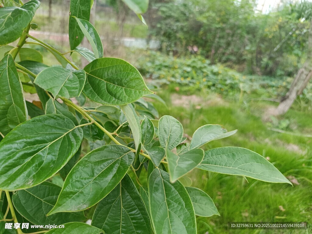 绿叶繁茂的自然植物景观